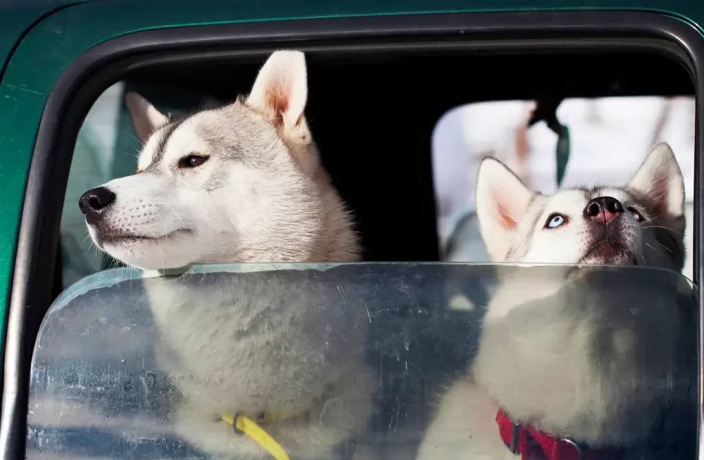 2 Hunde im Auto Huskys gucken aus dem Fenster