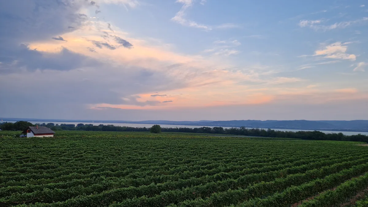 Abendstimmung über Weinbergen und dem Balaton