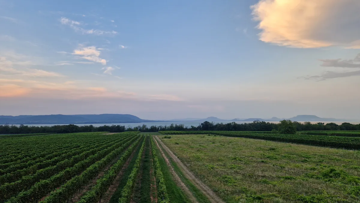 Blick über Weinberge auf den Balaton im Abendlicht