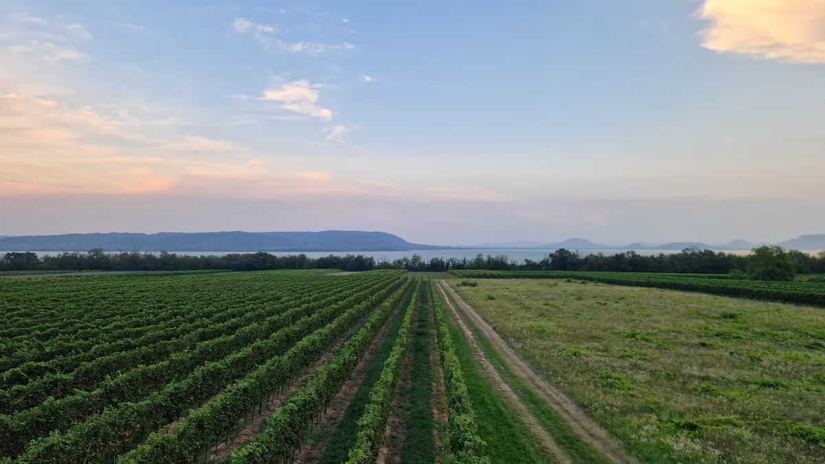 Weinberge am Balaton mit Blick über den See