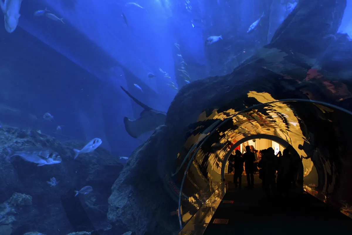 Acryltunnel im Dubai Aquarium mit Rochen und Fischen über den Besuchern