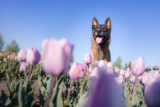 Urlaub mit Hund in Holland: Top Aktivitäten & Ferienhäuser